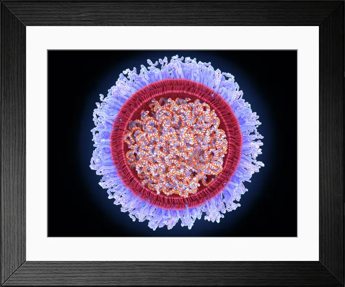 Framed Print : The COVID-19 mRNA vaccine