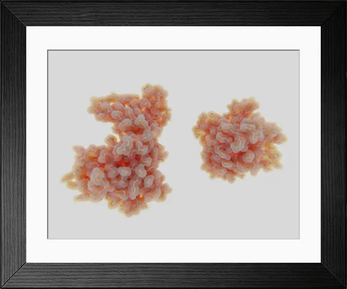 Framed Print : Mitotic Kinase NEK7 in Inactive and Active Forms Framed Print : Mitotic Kinase NEK7 in Inactive and Active Forms