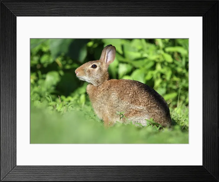 Framed Print : Eastern cottontail (Sylvilagus floridanus) Framed Print : Eastern cottontail (Sylvilagus floridanus)