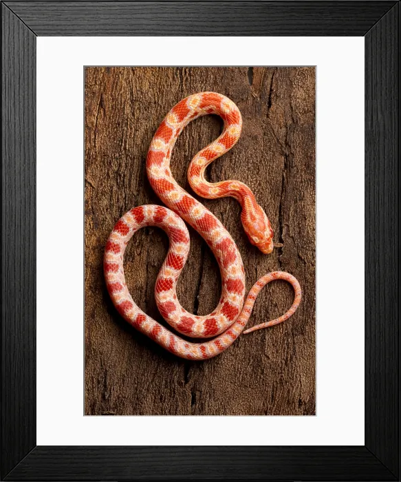 Framed Print : Corn Snake (P. guttatus) on Tree Framed Print : Corn Snake (P. guttatus) on Tree