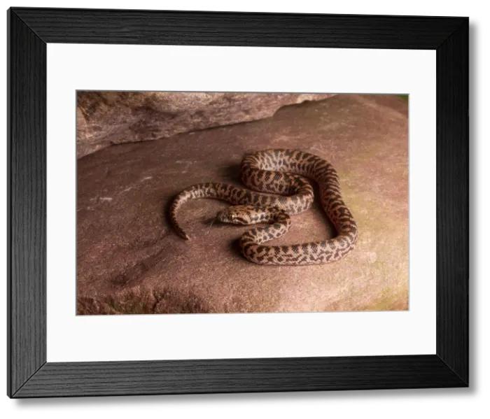 Framed Print : Spotted Python (Antaresia maculosa) Framed Print : Spotted Python (Antaresia maculosa)