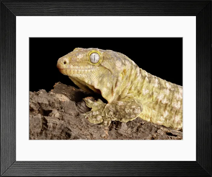 Framed Print : New Caledonia Giant Gecko Framed Print : New Caledonia Giant Gecko