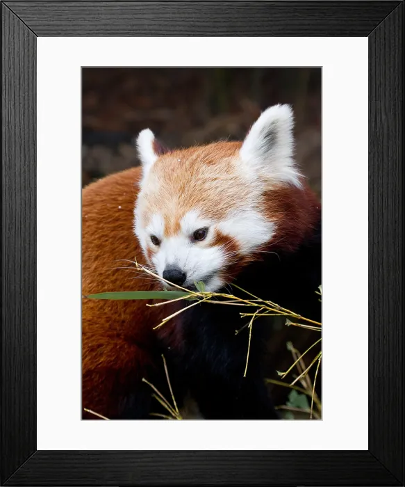 Framed Print : Red Panda (Ailurus fulgens) in Captivity Framed Print : Red Panda (Ailurus fulgens) in Captivity