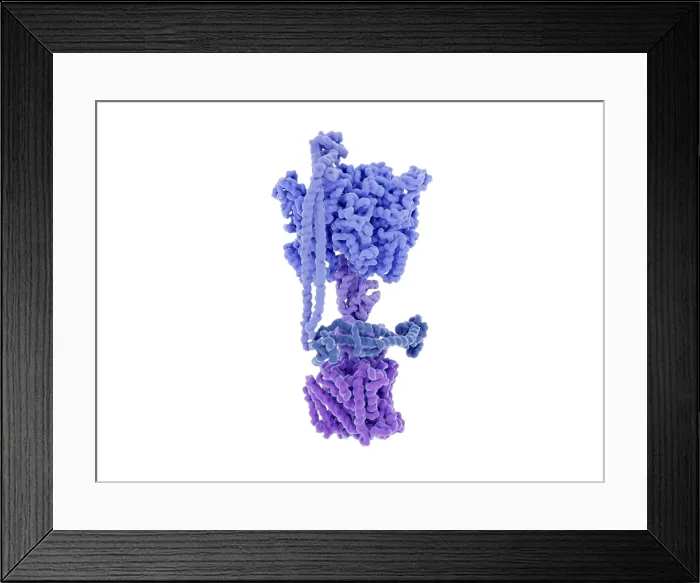 Framed Print : ATP synthase, 3D illustration Framed Print : ATP synthase, 3D illustration