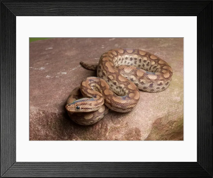 Framed Print : Colombian Rainbow Boa (Epicrates maurus ) Framed Print : Colombian Rainbow Boa (Epicrates maurus )