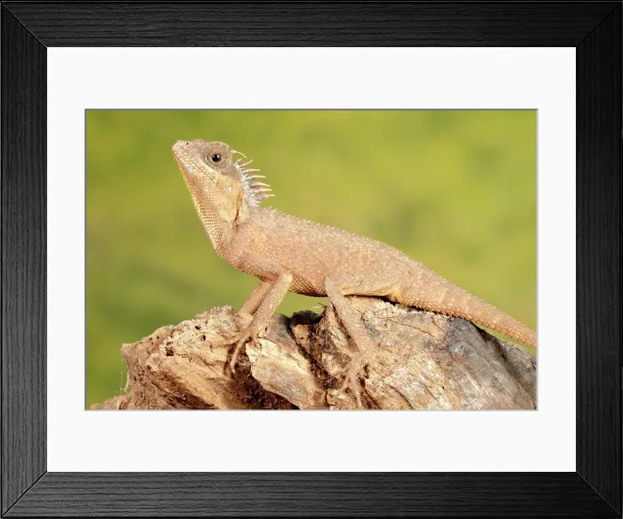 Framed Print : Mountain Horned Dragon on a log Framed Print : Mountain Horned Dragon on a log