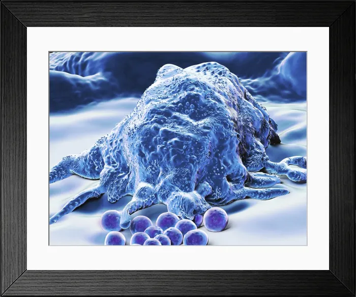 Framed Print : Makrophage, artwork Framed Print : Makrophage, artwork