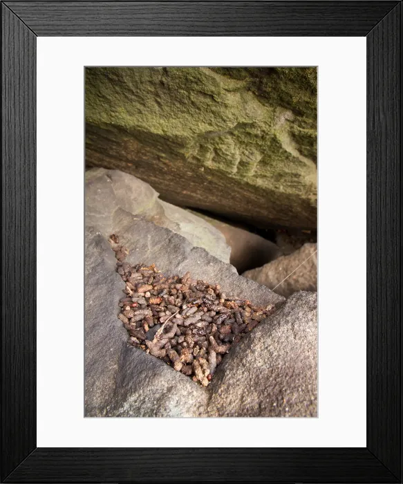 Framed Print : Allegheny Woodrat (Neotoma Magister) latrine Framed Print : Allegheny Woodrat (Neotoma Magister) latrine