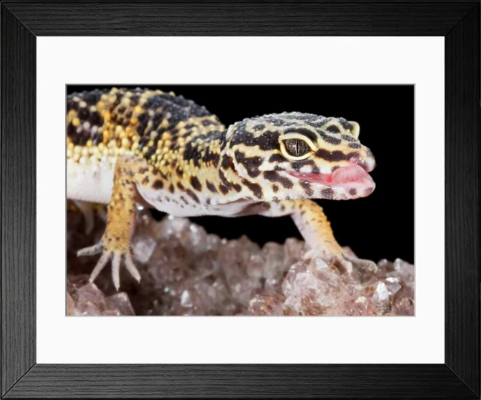 Framed Print : Leopard Gecko (Eublepharis macularius) on quartz Framed Print : Leopard Gecko (Eublepharis macularius) on quartz