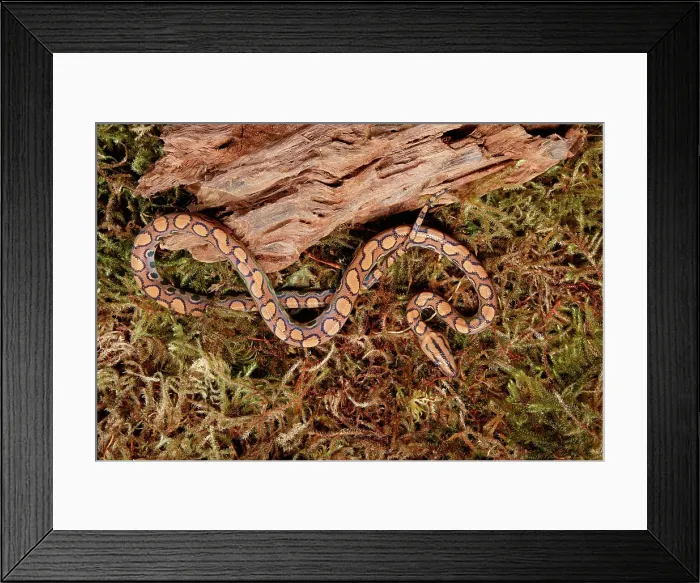 Framed Print : Brazilian Rainbow Boa on moss