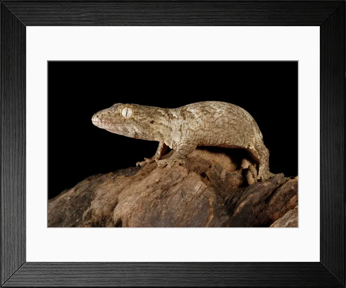 Framed Print : Baby New Caledonia Giant Gecko