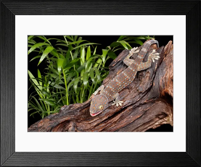 Framed Print : Tokay Gecko (Gekko gecko)