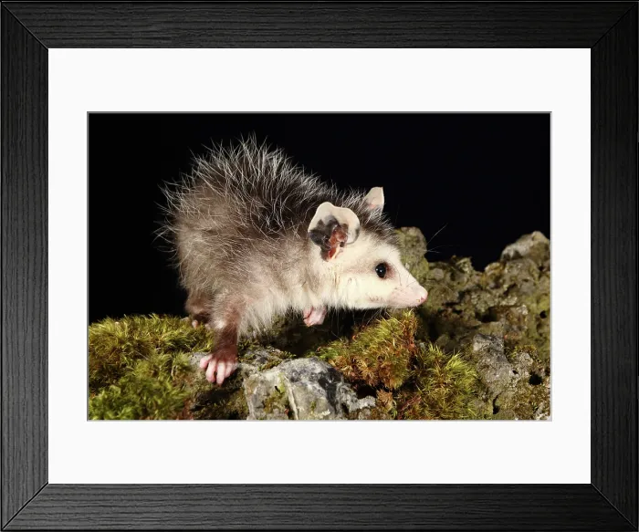 Framed Print : Opossum on Moss Covered Rock Framed Print : Opossum on Moss Covered Rock