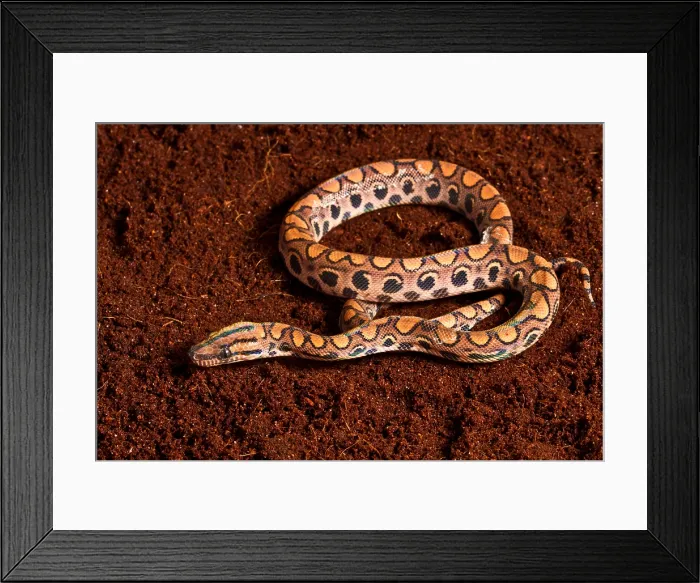 Framed Print : Brazilian Rainbow Boa Framed Print : Brazilian Rainbow Boa
