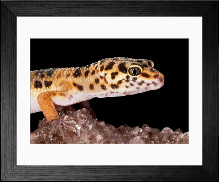 Framed Print : Leopard Gecko (Eublepharis macularius)