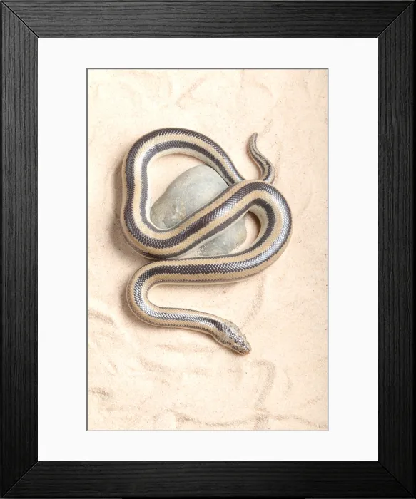 Framed Print : Rosy Boa (Lichanura trivirgata)