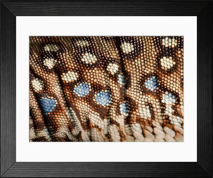 Framed Print : Ocellated Lizard (Timon lepidus) scale detail