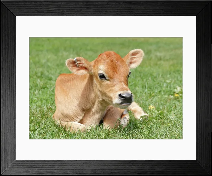 Framed Print : Jersey Cattle Calf - Male