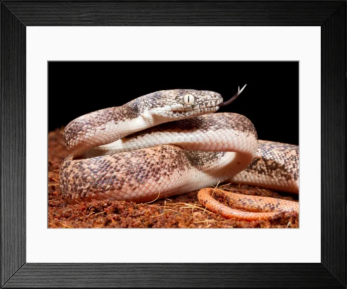 Framed Print : Savu Python in Defensive Posture Framed Print : Savu Python in Defensive Posture