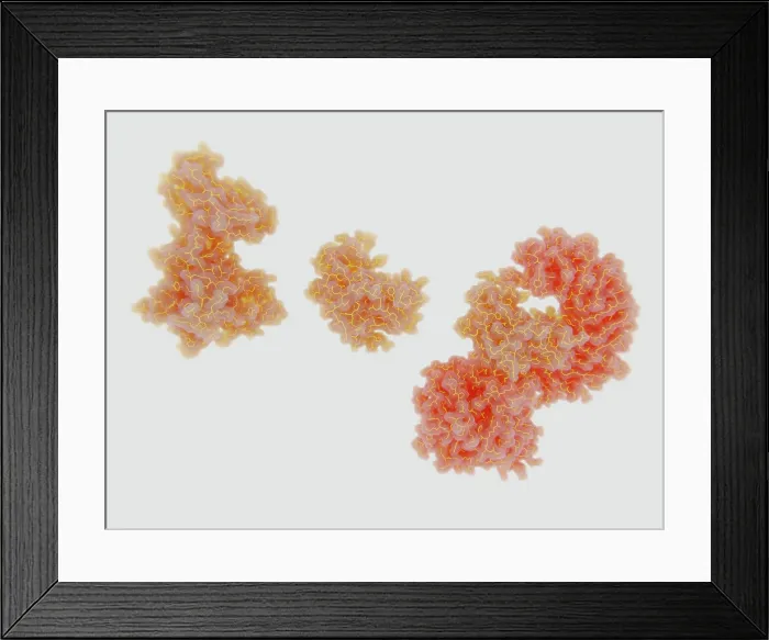 Framed Print : Inactive apo-NEK7, active NEK7, and NE7 bound to NLRP3