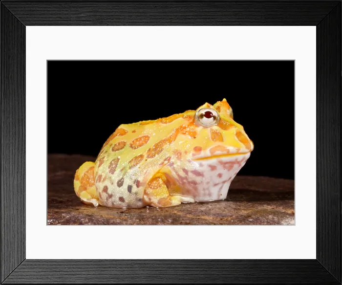 Framed Print : Pac Man Frog (Ceratophrys) Framed Print : Pac Man Frog (Ceratophrys)