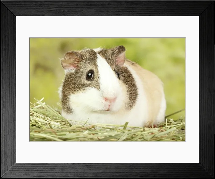 Framed Print : Guinea Pig large portrait Framed Print : Guinea Pig large portrait