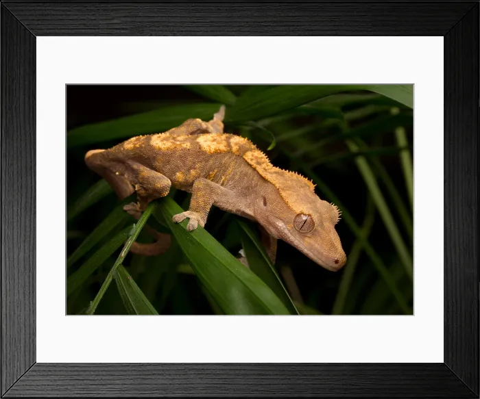 Framed Print : Crested Gecko (Rhacodactylus ciliatus) Framed Print : Crested Gecko (Rhacodactylus ciliatus)