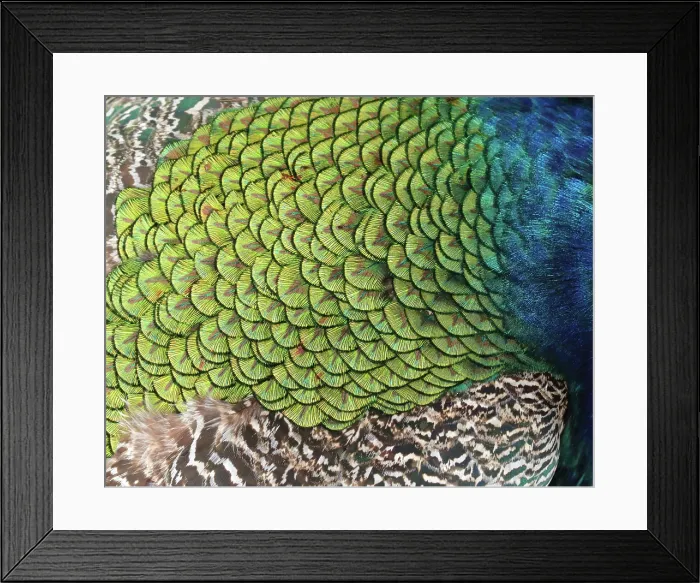 Framed Print : Peacock Feather Detail