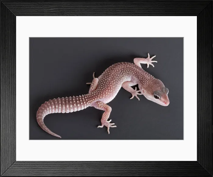 Framed Print : Leopard Gecko (Eublepharis macularius)