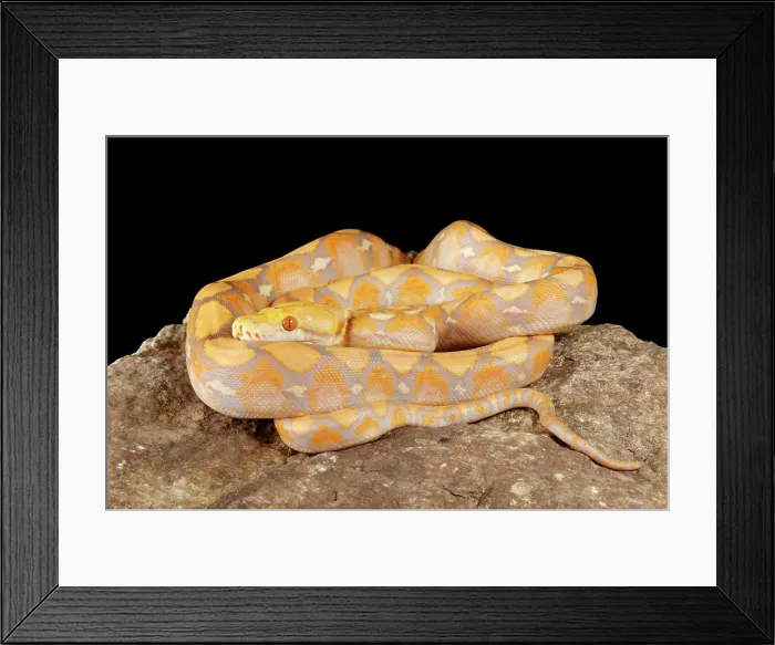 Framed Print : Reticulated Python (Lavender Morph) Framed Print : Reticulated Python (Lavender Morph)