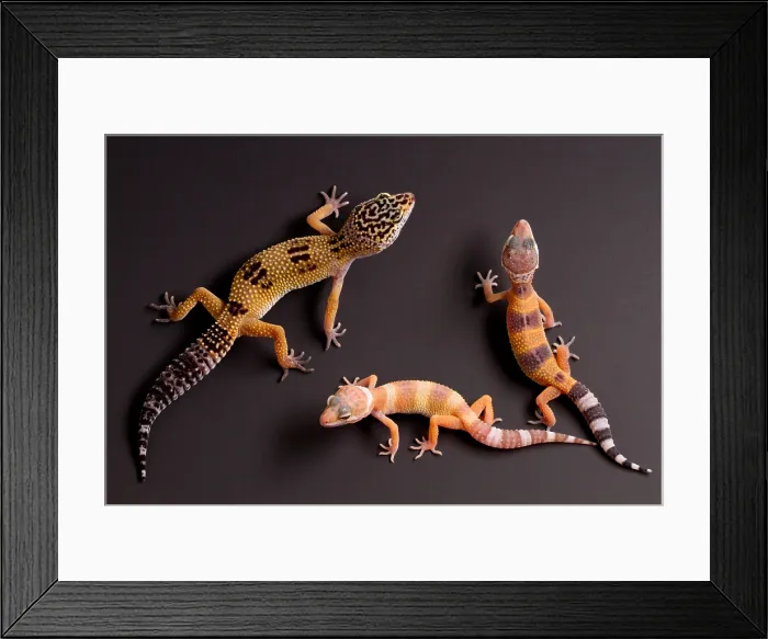 Framed Print : Leopard Gecko (E. macularius) collection