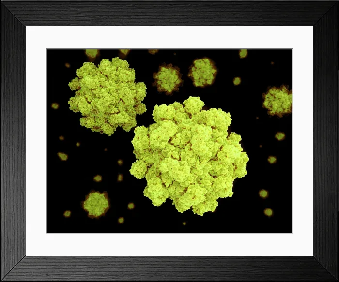 Framed Print : Norovirus, artwork