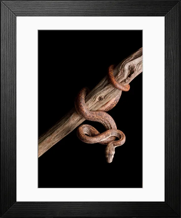 Framed Print : Savu Python on Tree Branch Framed Print : Savu Python on Tree Branch