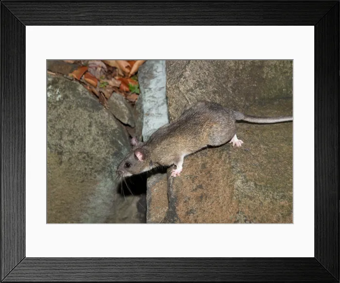 Framed Print : Allegheny Woodrat (Neotoma Magister) Framed Print : Allegheny Woodrat (Neotoma Magister)