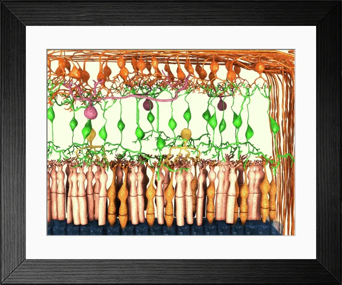 Framed Print : Retina cell layers, artwork Framed Print : Retina cell layers, artwork