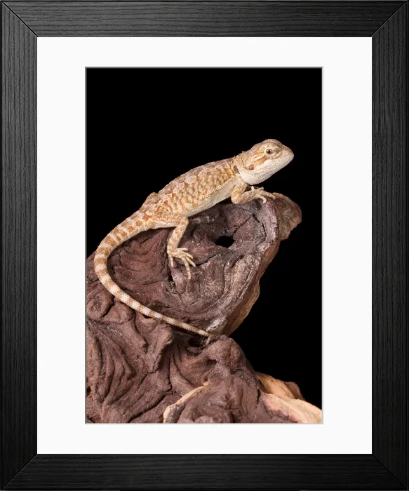 Framed Print : Bearded Dragon (Pogona) Framed Print : Bearded Dragon (Pogona)