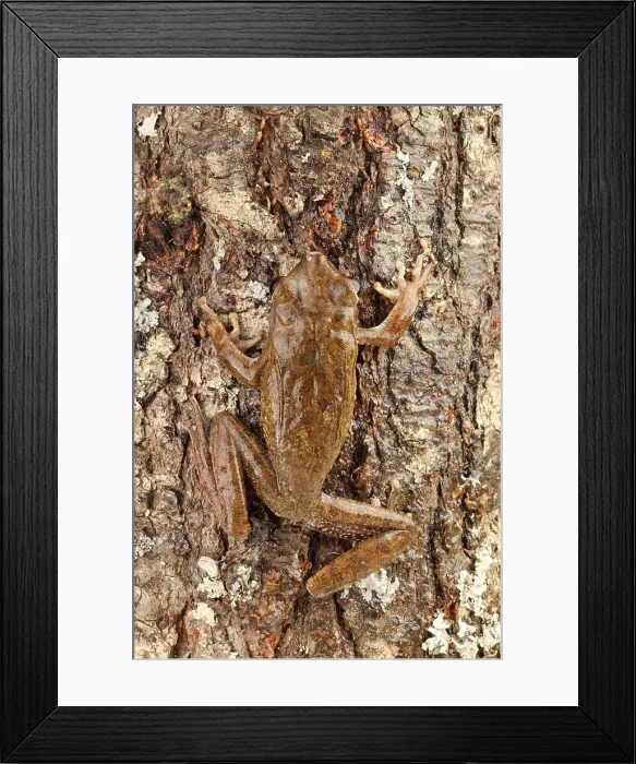 Framed Print : Common Treefrog (Polypedates leucomystax)