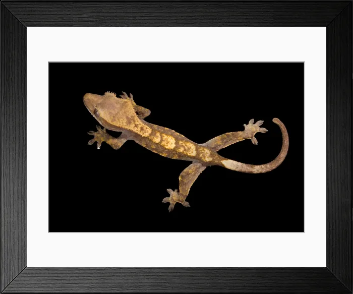 Framed Print : Crested Gecko (Correlophus ciliatus) on glass