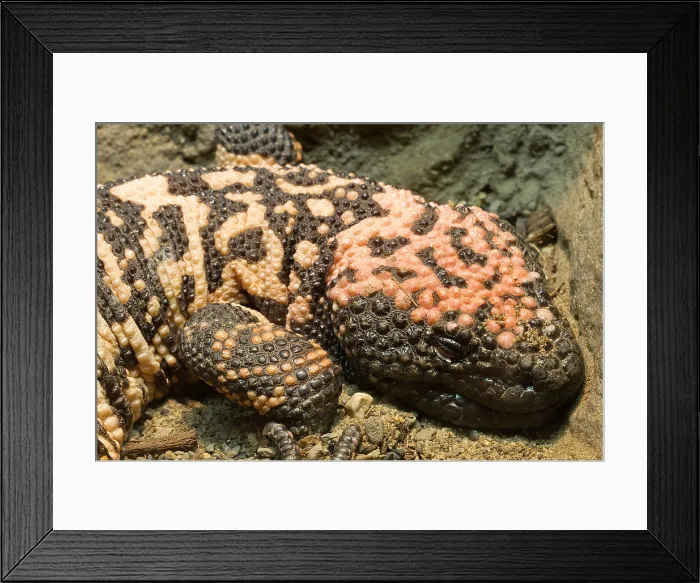 Framed Print : Gila Monster (Heloderma suspectum)