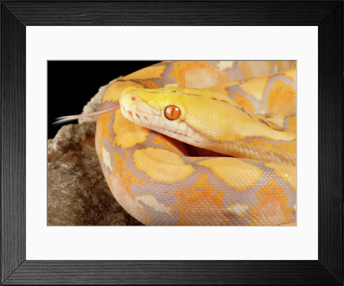 Framed Print : Reticulated Python (Lavender Morph) Framed Print : Reticulated Python (Lavender Morph)
