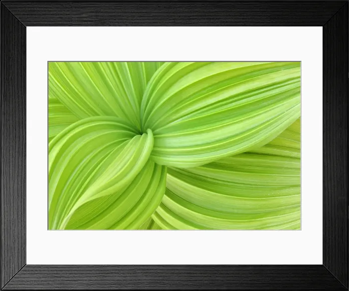 Framed Print : False Hellebore in Spring