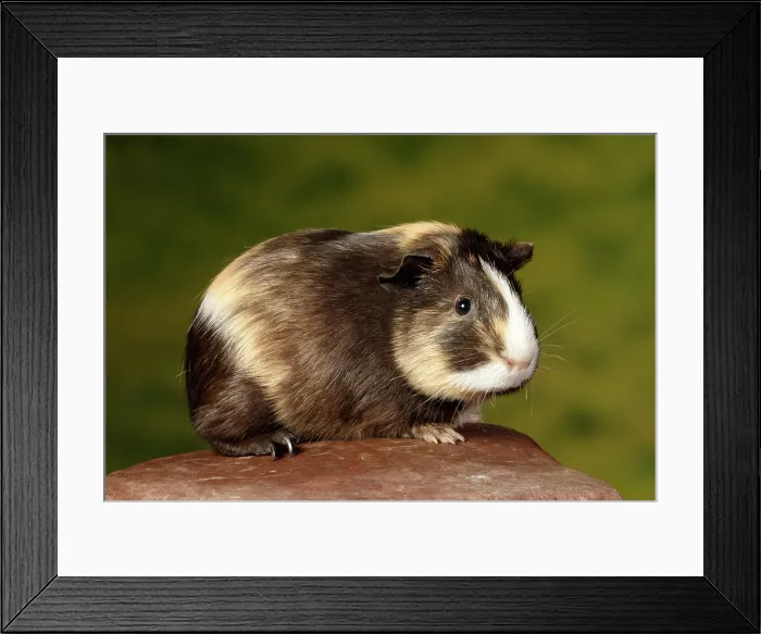 Framed Print : Guinea Pig sitting on a rock Framed Print : Guinea Pig sitting on a rock
