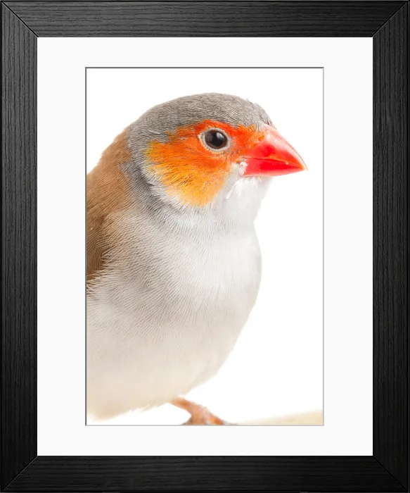 Framed Print : Orange-cheeked waxbill (Estrilda melpoda)