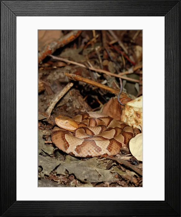 Framed Print : Northern Copperhead on leaf litter Framed Print : Northern Copperhead on leaf litter