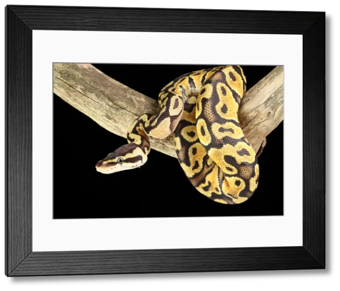 Framed Print : Ball Python (Python regius)