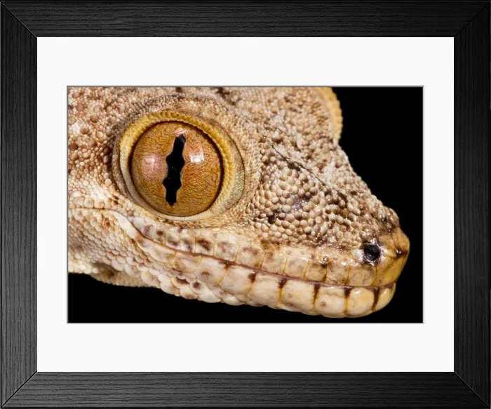 Framed Print : Crocodile Gecko (Tarentola Mauritanica) close up Framed Print : Crocodile Gecko (Tarentola Mauritanica) close up