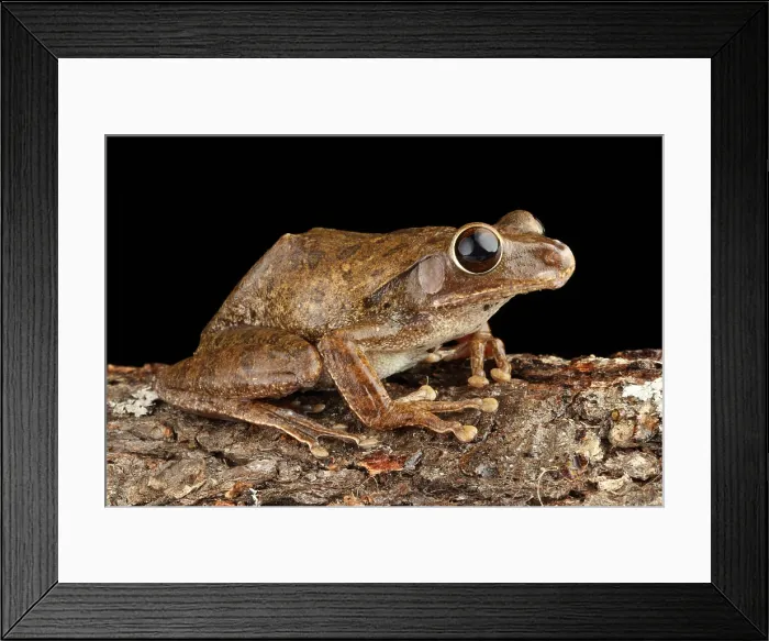 Framed Print : Common Treefrog (Polypedates leucomystax)