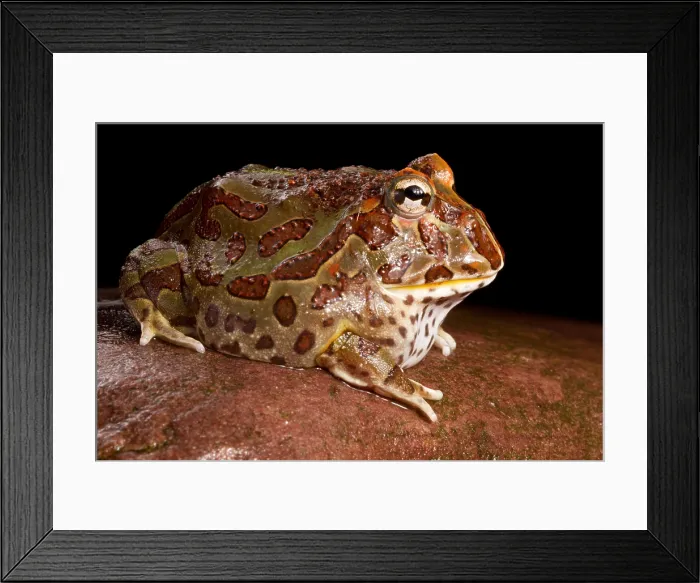 Framed Print : South American Horned Frog Framed Print : South American Horned Frog