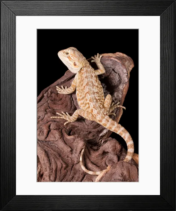 Framed Print : Bearded Dragon (Pogona) Framed Print : Bearded Dragon (Pogona)
