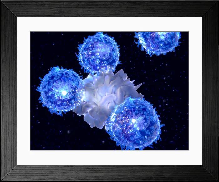 Framed Print : Dendritic cell presenting an antigen to T-lymphocytes Framed Print : Dendritic cell presenting an antigen to T-lymphocytes